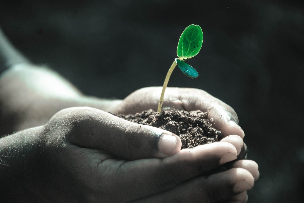 plant, soil, hands