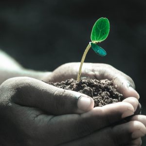 plant, soil, hands